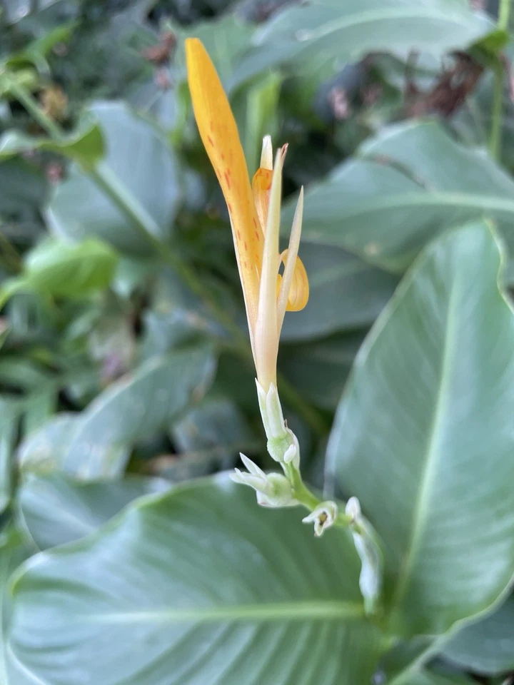 5 FRESH Hawaii Orange Canna Lily Bulbs Rhizomes Tropical Flowering Landscape - Image 1 of 1