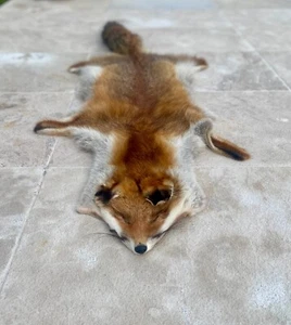 Tanned Red Fox Pelt - Soft Fur, Taxidermy/Decoration/Crafting - High Quality - Picture 1 of 8