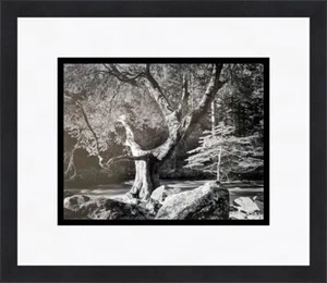 Ansel Adams Early Morning Merced River Yosemite Park individuell gerahmter Druck - Bild 1 von 1