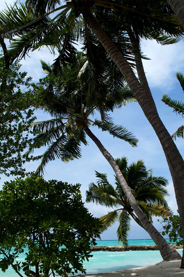 Palmera en Maldivas Naturaleza Árboles Pintura Arte de Pared Decoración del Hogar - PÓSTER 20x30 Foto 1 de 3