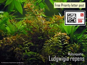 Ludwigia repens - Beginner Live Aquarium Plant Shrimp Fish Tank Aquascape - Picture 1 of 4