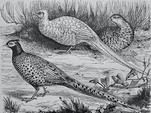 Birds THE COMMON PHEASANT Original Victorian Print by Figuier c1892 - Picture 1 of 2