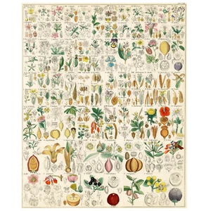 1833-42 LORENZ OKEN Historia Natural Folio Coloreado a Mano, XVIII PLANTAS (Plantas) - Imagen 1 de 6