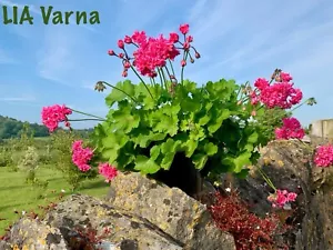 Pelargonium LIA Varna 🙂 - Bild 1 von 12