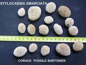 CORAUX - CORAIL B - STYLOCOENIA EMARCIATA - FOSSILE DU BASSIN PARISIEN - Afbeelding 1 van 1