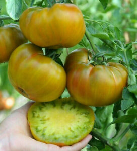 10 graines de tomate rare Baba au Rhum un vrai délice tomato seeds m.bio