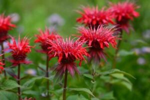 25 Red Bee Balm / Monarda Flower Seeds