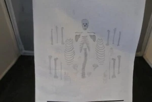 Vision Scientific VAS220-A Life Size Human Skeleton - Picture 1 of 3
