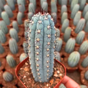 9-10 cm 1 pieza cactus plantas vivas Cipocereus Bradei hermoso cactus de jardín raro - Imagen 1 de 10