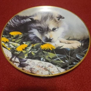 Bradford Exchange collectors plates - SET OF 6 - Wolf Pups - NIB - Picture 1 of 6