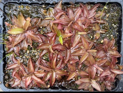 Pinguicula planifolia seeds - h: 11/2025 RED BUTTERWORT - Image 1 of 3