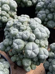 Planta de cactus suculenta de 10-14 cm LW hogar decoración de jardín hermosas plantas de cactus - Imagen 1 de 5