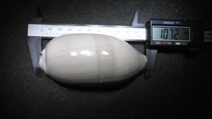 VERY NICE BIG / HUGE COWRY, SPECIAL COLOR >CHELYCYPRAEA TESTUDINARIA / TANZANIA - Picture 1 of 11