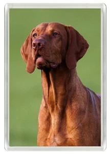 HUNGARIAN VIZSLA DOG HEAD ART PRINT NOVELTY ACRYLIC FRIDGE MAGNET GREAT GIFT - Picture 1 of 1
