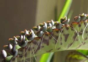 Devil's backbone -Bryophyllum daigremontianum plantlets x 5 - Picture 1 of 1