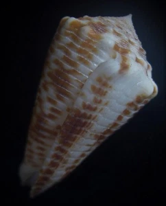 Seashell Conus sulcocastaneus 48,5 mm F++ - Imagen 1 de 6