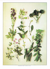 Monkshood Soapwort Dwarf Mallow Vintage Wild Flowers Print Picture 1978 WF#123