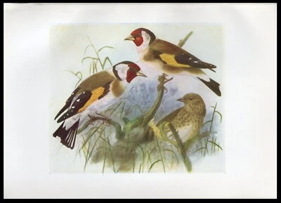 1917 H.E. Dresser Birds of Britain Original Antique Bird Print Goldfinch - Image 1 of 3