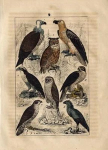 1844 MARTIN HC ENGRAVING eagle & tawny owl, falcon, vulture, osprey, eagle, ... - Picture 1 of 3