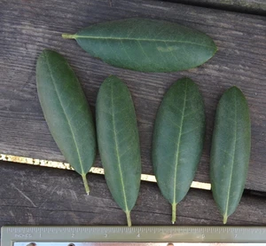 5 frisch geschnittene grüne Rhododendronblätter 4 Zoll - Bild 1 von 1