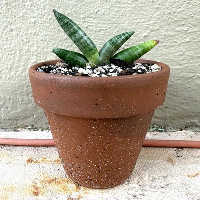 Sansevieria cylindrica 'Boncel' Starfish Snake Plant Rooted 2 inches tall - Image 1 of 4