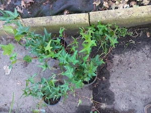 9 Efeu Hedera helix "Sagittifolia "sehr schöne für Balkonund Terrasse - Bild 1 von 3