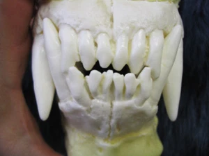 Medium reproduction polar bear teeth jaws cast REPLICA - Picture 1 of 4