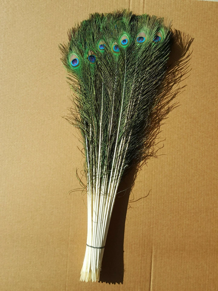 10-50 inches Natural Peacock Feathers with Big Natural Eyes 10-100 Pcs from GA - Image 1 of 4