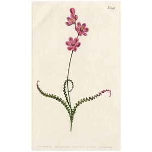 Seltene handkolorierte botanische Gravur von Curtis von 1812 Nr. 599 IXIA CRISPA - Bild 1 von 7