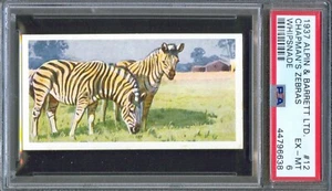1937 Alpin & Barrett Whipsnade Trade Card #12 CHAPMAN'S ZEBRAS Animal Set PSA 6 - Picture 1 of 2