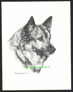 #239 NORWEGIAN ELKHOUND * dog art print * Pen & ink drawing * Jan Jellins - Picture 1 of 1
