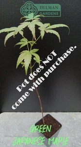 Green Japanese Maple Tree Seedling - Acer palmatum - Live Plant - 4 to 6 inches - Picture 1 of 11