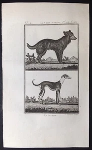 Antiker Druck Hund Schäferhund Windhistoire Naturelle Buffon 1799 - Bild 1 von 2
