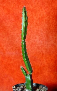 Selenicereus grandiflorus Königin der Nacht bewurzelt 16 cm groß Sukkulente - Bild 1 von 1