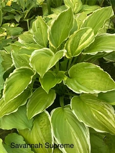 Hosta ‘ Savannah Supreme ’ Plantain Lily Plant Shipping Spring 2025 - Picture 1 of 1