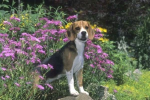 Beagle Floor Mat - Picture 1 of 1
