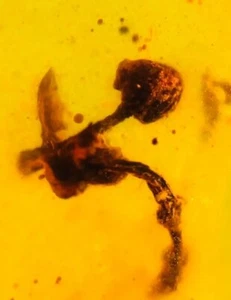 Unique Prehistoric Flower Bud Blossom - Genuine Burmite Amber Fossil, Date 98myo - Picture 1 of 4