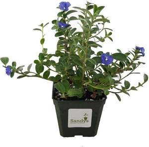 Blue Daze Evolvulus Glomeratus 4 Inch Pot - Picture 1 of 5