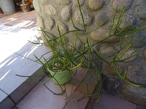 laplante du désert  sans arrosage  belle plante   cuisine d été  patio  terrasse - Imagen 1 de 24