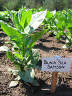 1000 Black Sea Samsun Tobacco Seeds ~ Heirloom ~ Oriental / Turkish Tobacco