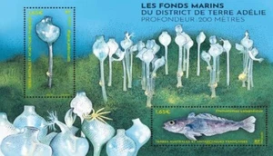 fsat 2024 taaf antarctic seabed  in Adelie land Depth 200 m fish marine ms2v mnh - Picture 1 of 1