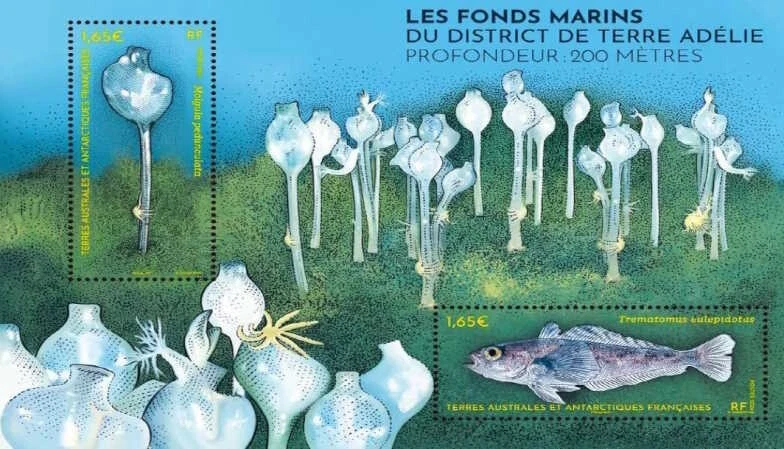 fsat 2024 taaf antarctic seabed  in Adelie land Depth 200 m fish marine ms2v mnh - Image 1 of 1