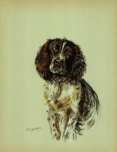 Arte de pared con estampado Springer Spaniel de colección decoración 1938 K Barker ilustración 6259e - Imagen 1 de 1