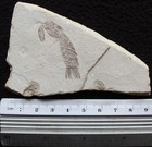 Pseudosculda laevis 85 Mantis Shrimp Museum Quality - Cretaceous Fossils Lebanon