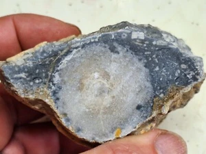 Große fossile Hornkoralle Devonzeit Huronsee Michigan - geschliffenes und poliertes Gesicht - Bild 1 von 9