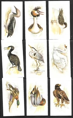 JOHN PLAYER GRANDEE CARD SET 1980 BRITISH BIRDS. - Image 1 of 4