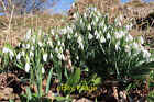 Photo 12x8 Snowdrops (Galanthus nivalis) Fochabers One of the glories of e c2022