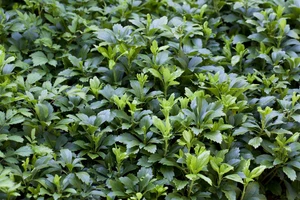 Pachysandra terminalis, Ysander, immergrün, ca. 9x9 cm Topf - Bild 1 von 14