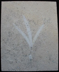 Sapindopsis 148 - Excellent Stone & Preservation - Cretaceous Fossils Lebanon - Picture 1 of 5