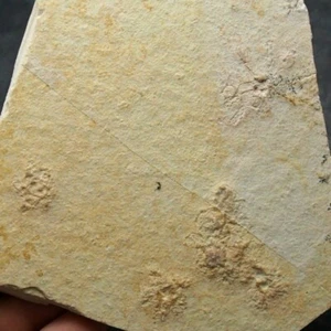 Floating Crinoid Saccocoma pectinata Echinoderms Fossil Natural Fossilien - Picture 1 of 7
